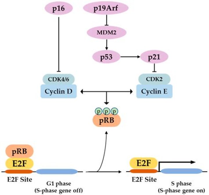 What is e2f transcription factor