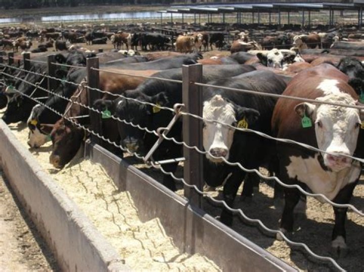 What is grain overload