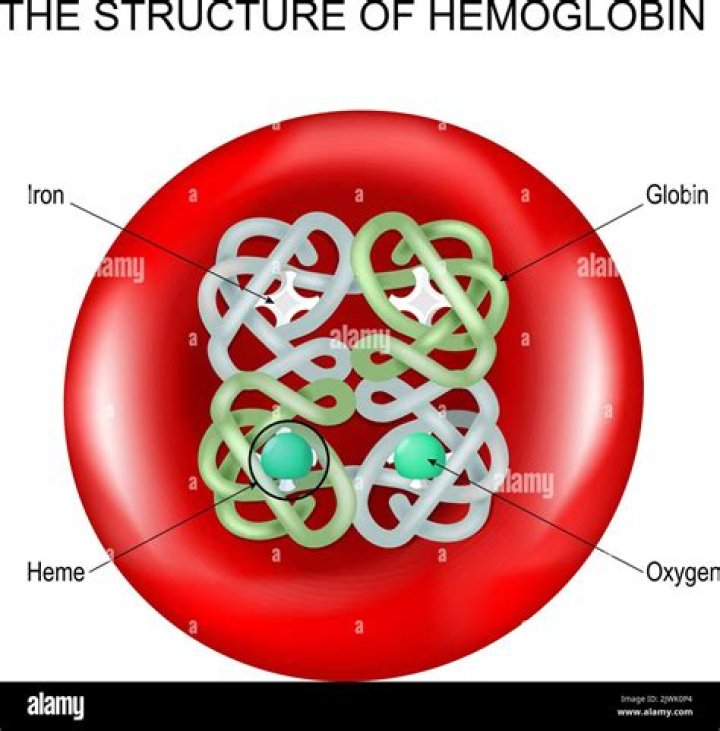 What is hemoglobin made of quizlet