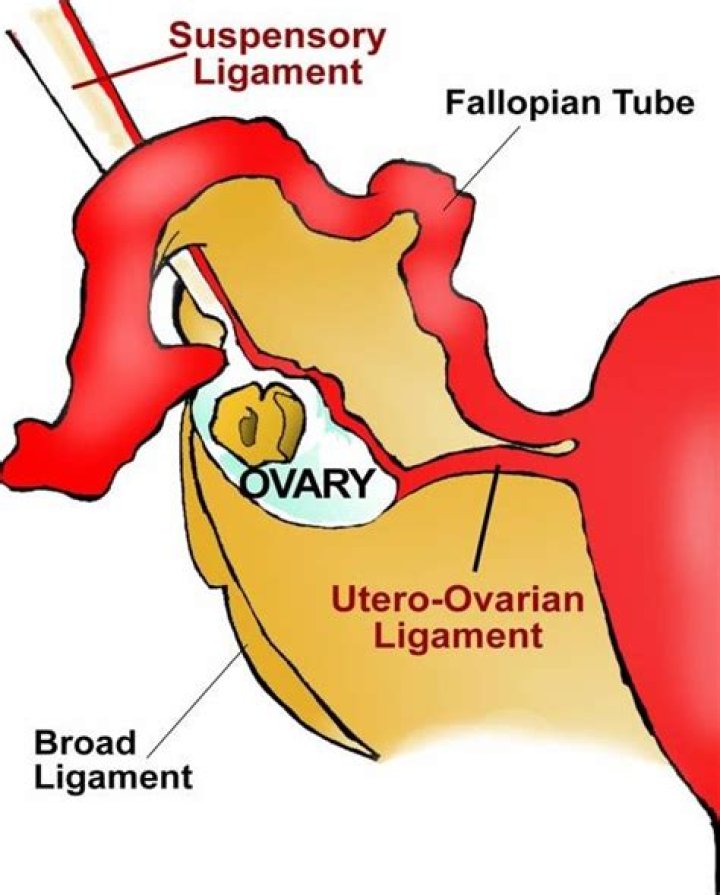 What is ovarian ligament