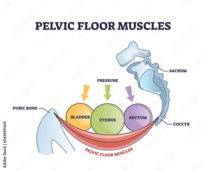 What is pelvic muscle