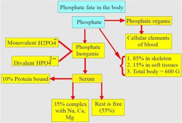 What is phosphate in your blood
