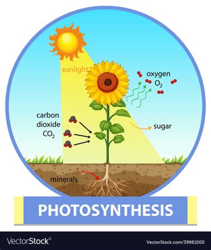 What is photosynthesis for kids