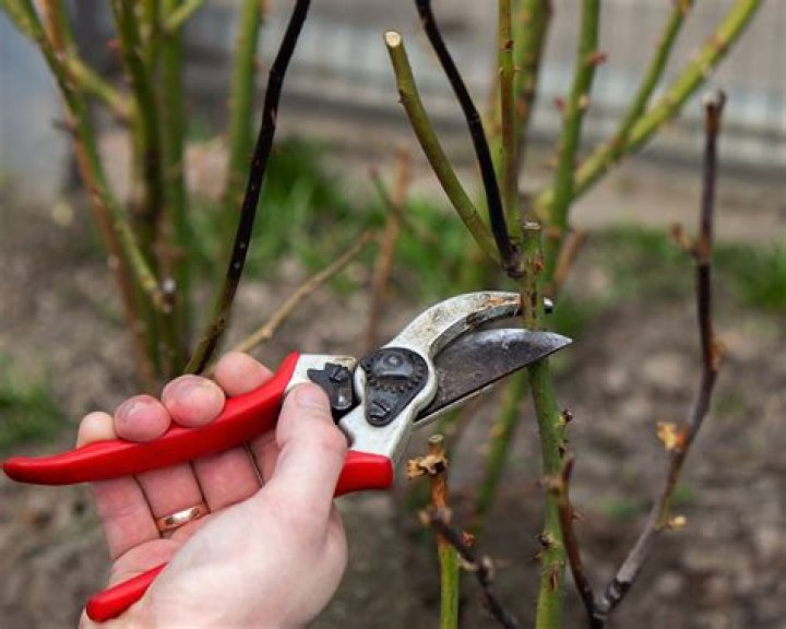 What is rose pruning