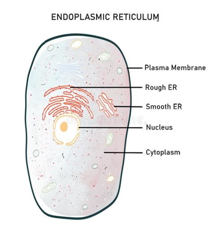 What is rough endoplasmic reticulum in plant cell