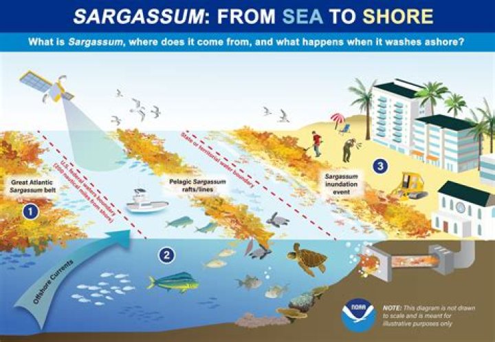 What is Sargassum seaweed good for