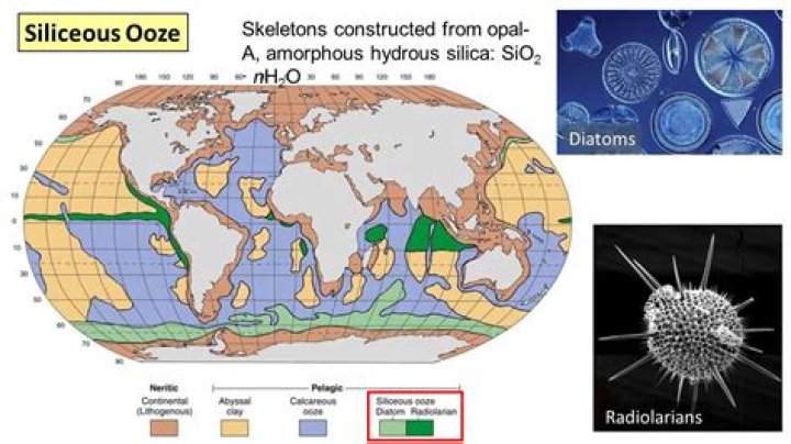 What is siliceous ooze mostly composed of