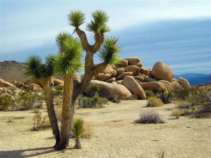 What is so special about the Joshua Tree