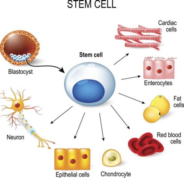 What is stem cell technology used for