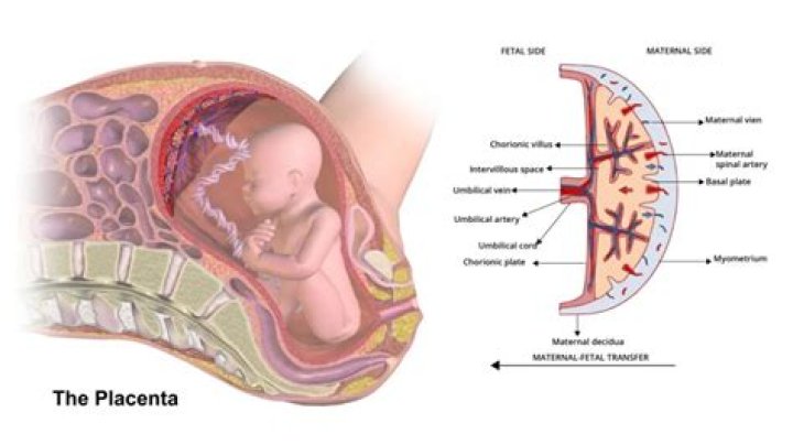 What is Syndesmochorial placenta