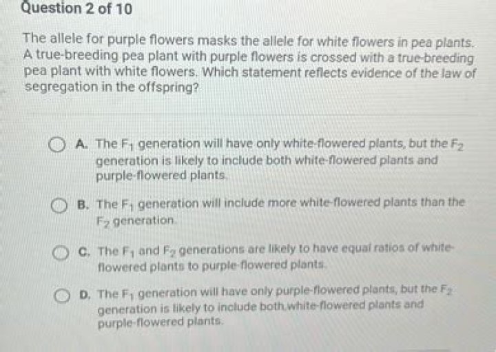 What is the allele for white flowers