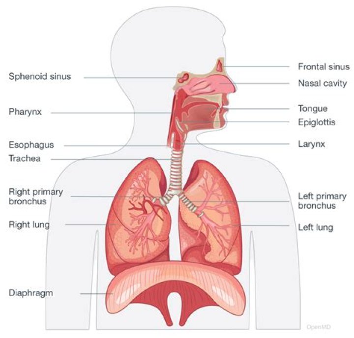 What is the anatomy and physiology of the respiratory system
