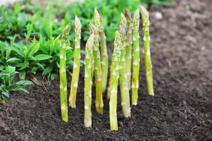 What is the best asparagus to grow