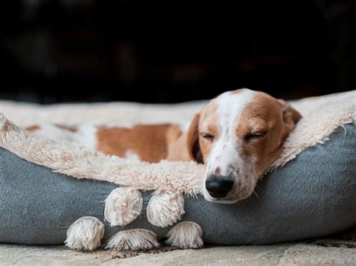 What is the best bed for a puppy