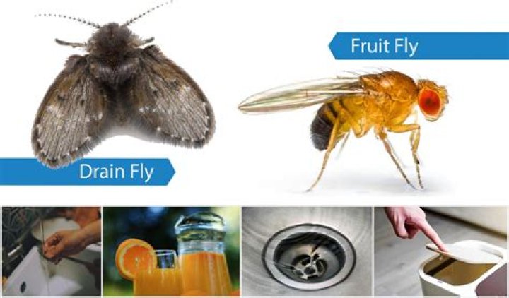 What is the best fly catcher