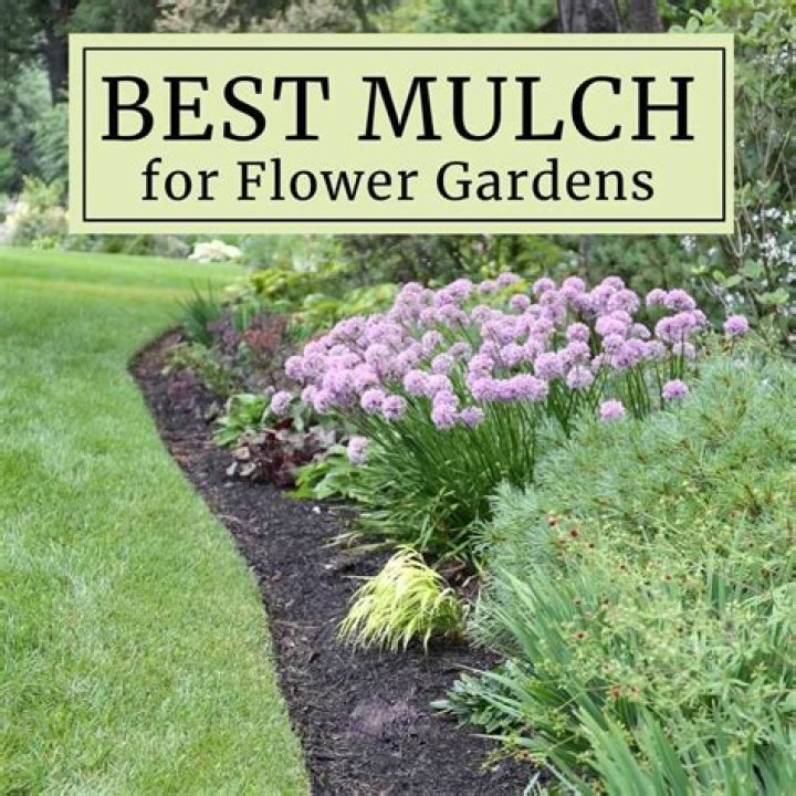 What is the best kind of mulch for flower gardens