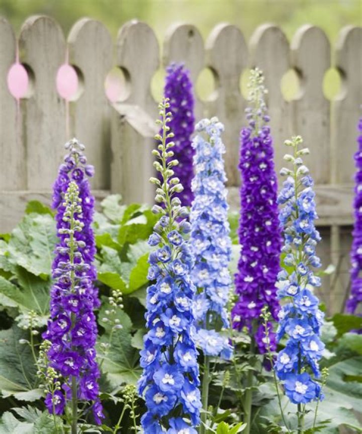 What is the best way to stake delphiniums