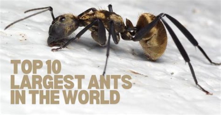 What is the biggest ant in Australia