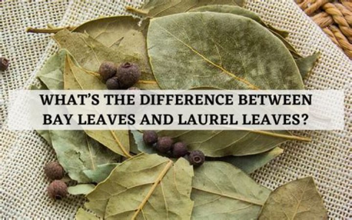What is the difference between bay leaf and laurel