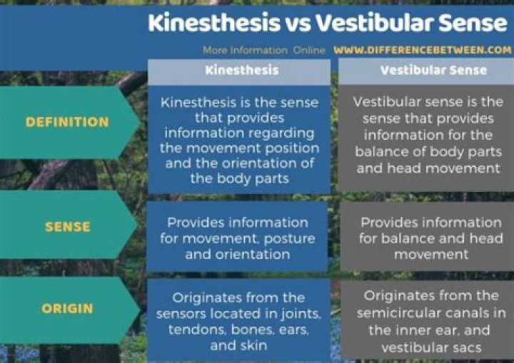 What is the difference between Kinesthesis and vestibular sense