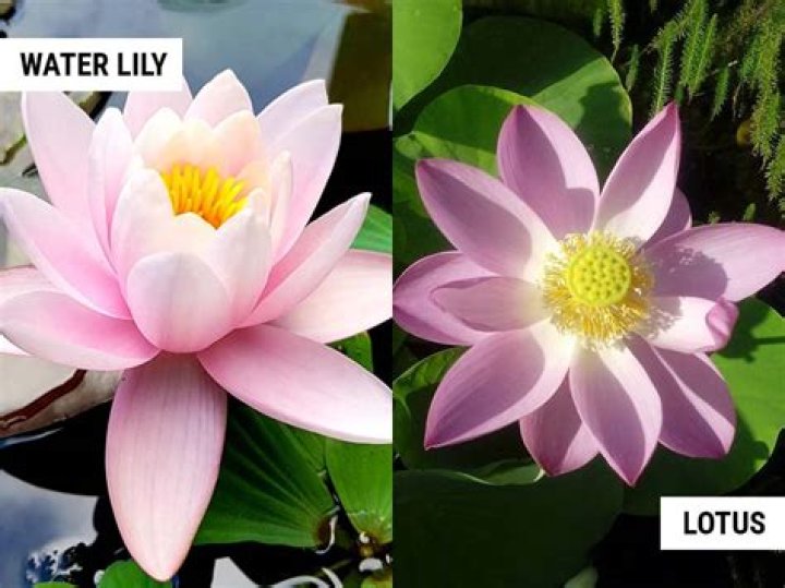 What is the difference between water lily and lotus