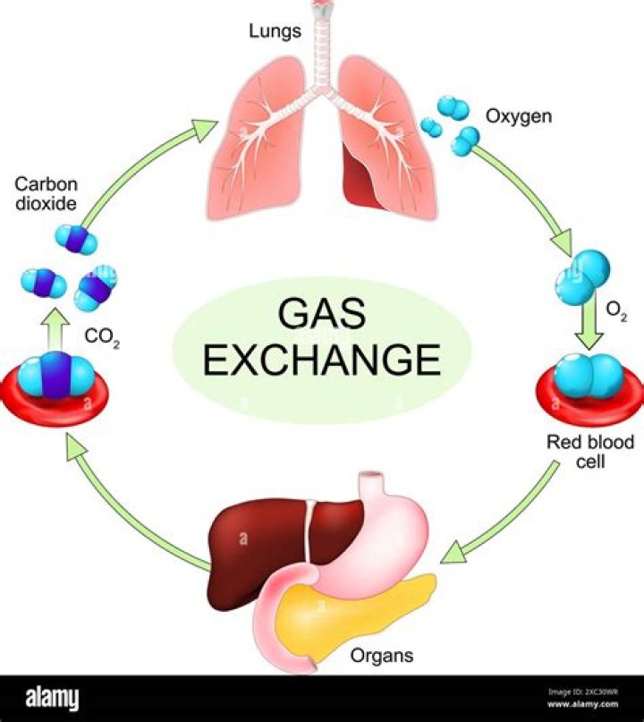 What is the exchange of oxygen and carbon dioxide between the lungs and the bloodstream called