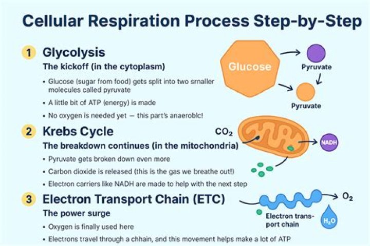 What is the first step in cellular respiration that begins releasing energy stored in glucose