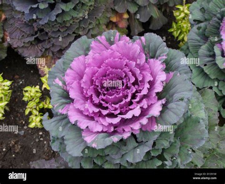 What is the flower that looks like a cabbage