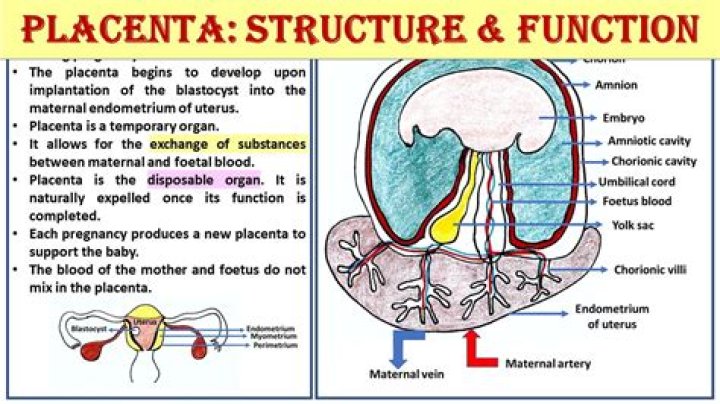 What is the function of the placenta quizlet