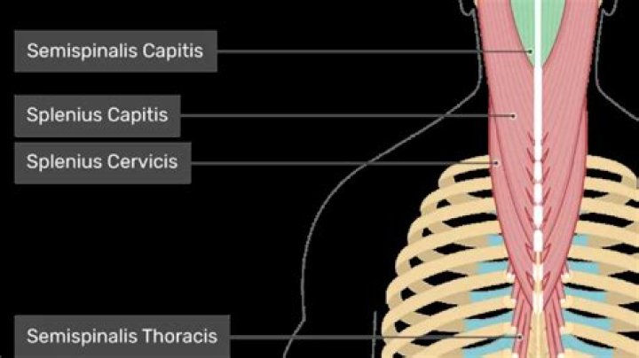 What is the function of the Splenius capitis