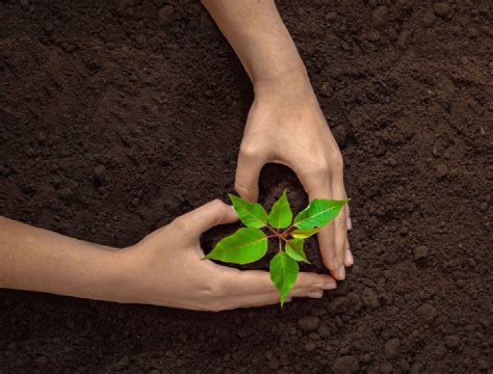 What is the importance of hay leaves in hay infusion