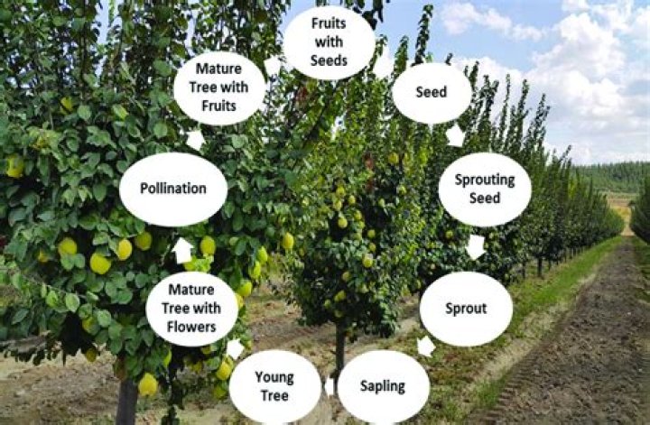 What is the life cycle of a fruit tree