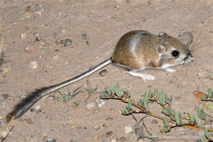 What is the lifespan of a kangaroo rat