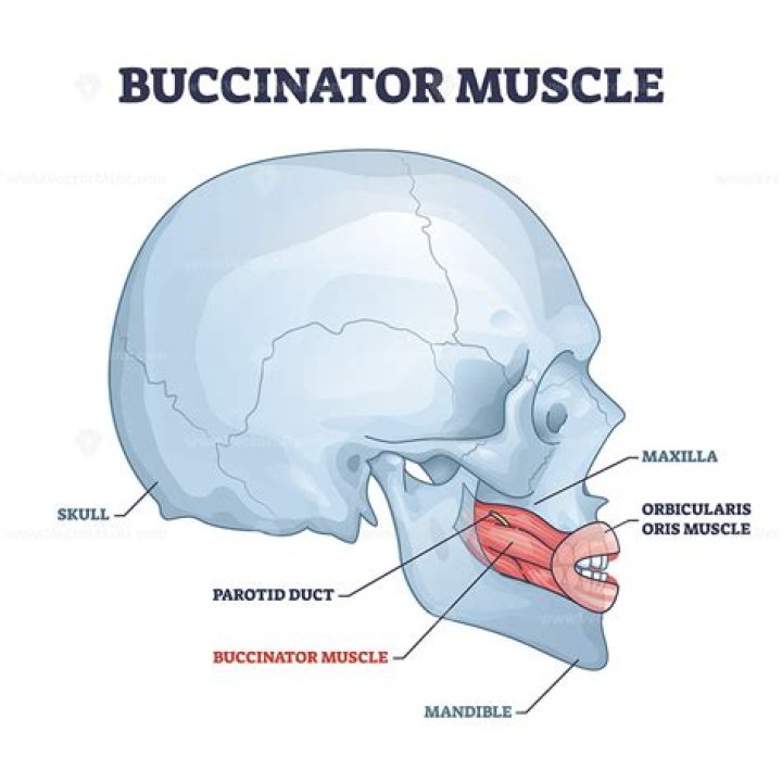 What is the main function of the Buccinator muscle