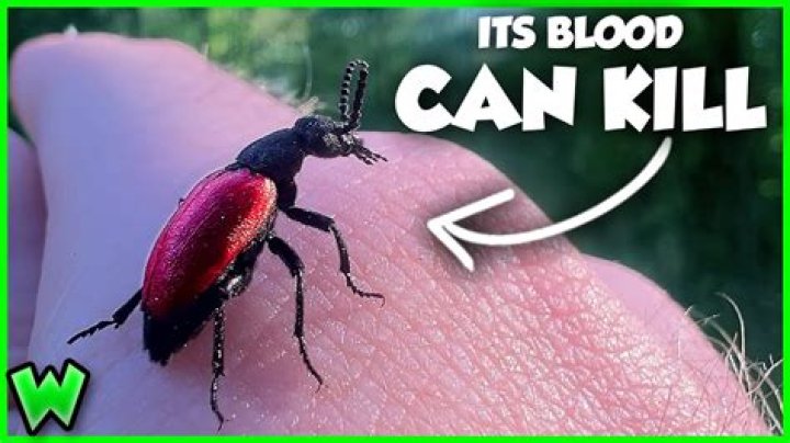 What is the most poisonous beetle