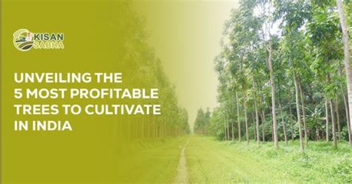 What is the most profitable tree to grow in India