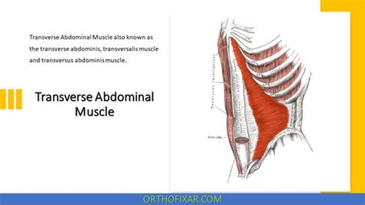 What is the origin of the transverse abdominis