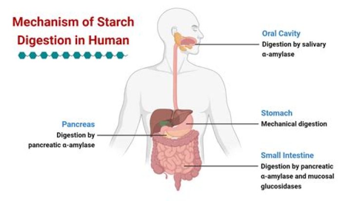What is the process by which starch is broken down