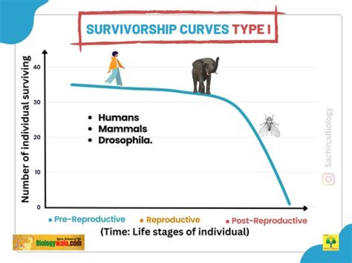 What is the relationship between survivorship and population size
