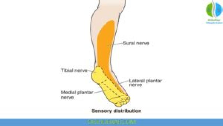 What is the sensory innervation of the ankle joint