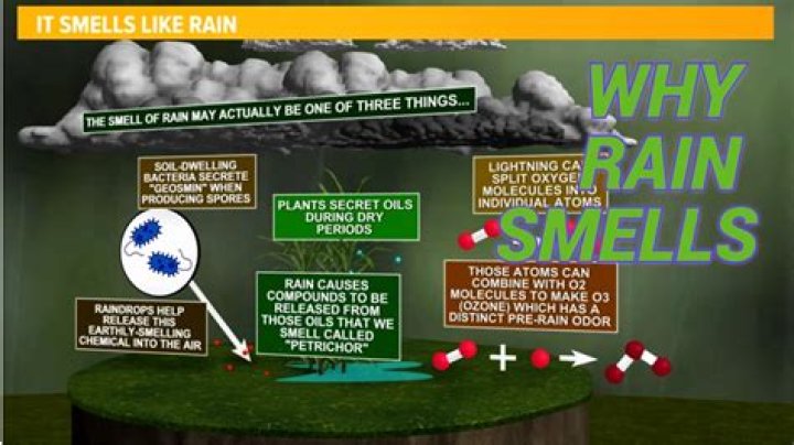 What is the smell of papaya