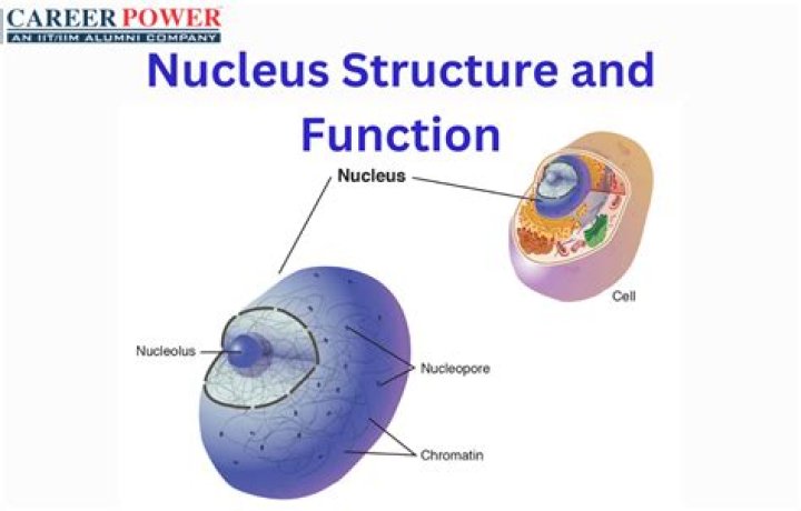 What is the structure and function of nucleus