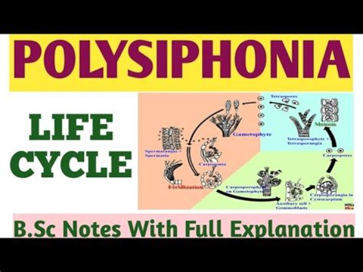 What is the type of life cycle in Polysiphonia