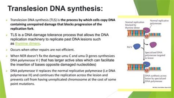 What is Translesion DNA polymerase