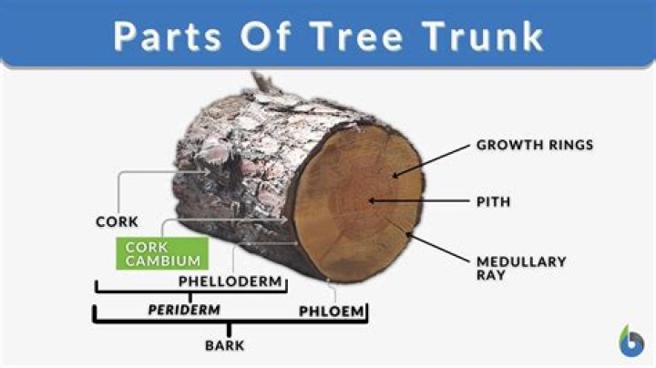 What is tree cambium