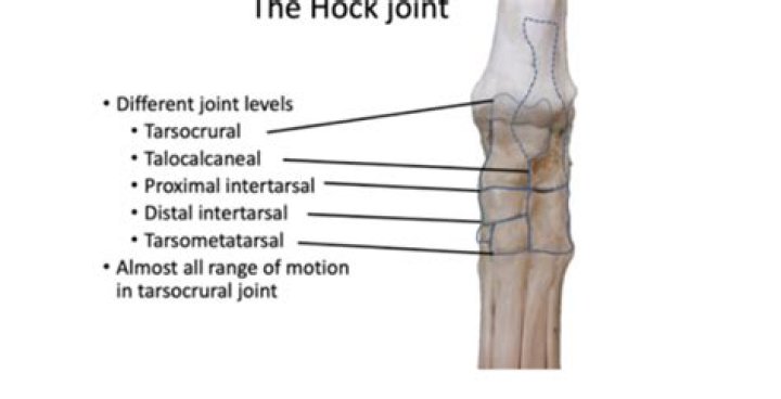 What joint is the hock