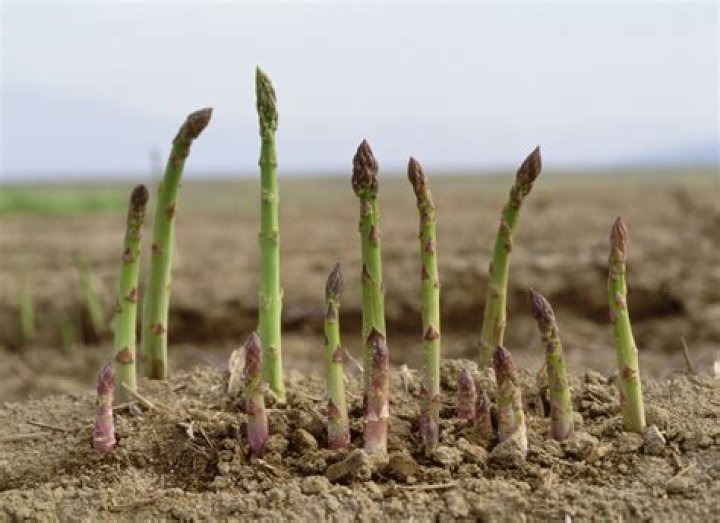 What kind of asparagus should I plant