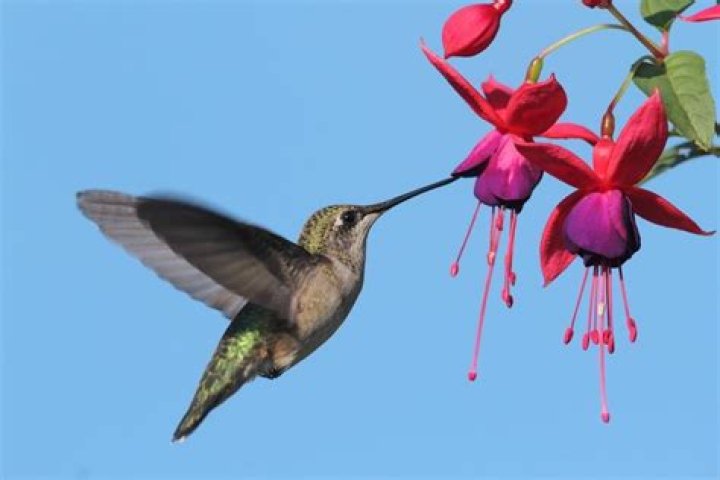 What kind of flowers do hummingbirds love