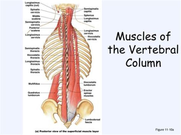 What muscle flexes the vertebral column