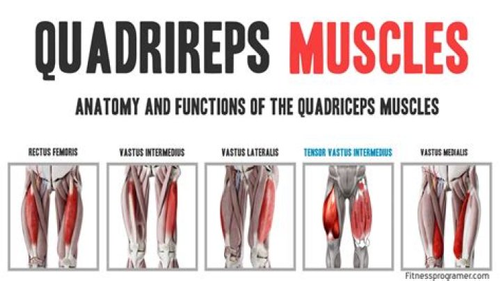 What muscle is the antagonist to the quadriceps